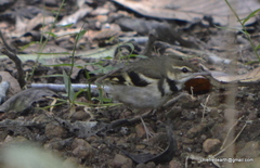 Dendronanthus indicus