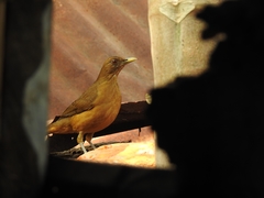 Turdus grayi