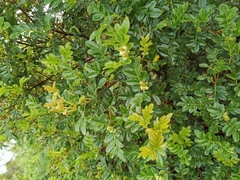 Weinmannia tinctoria