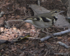 Dendronanthus indicus