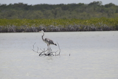 Ardea herodias occidentalis × wardi