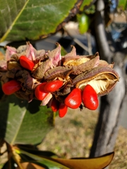 Tracheophyta