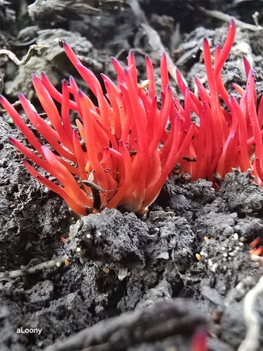 Clavulinopsis miyabeana