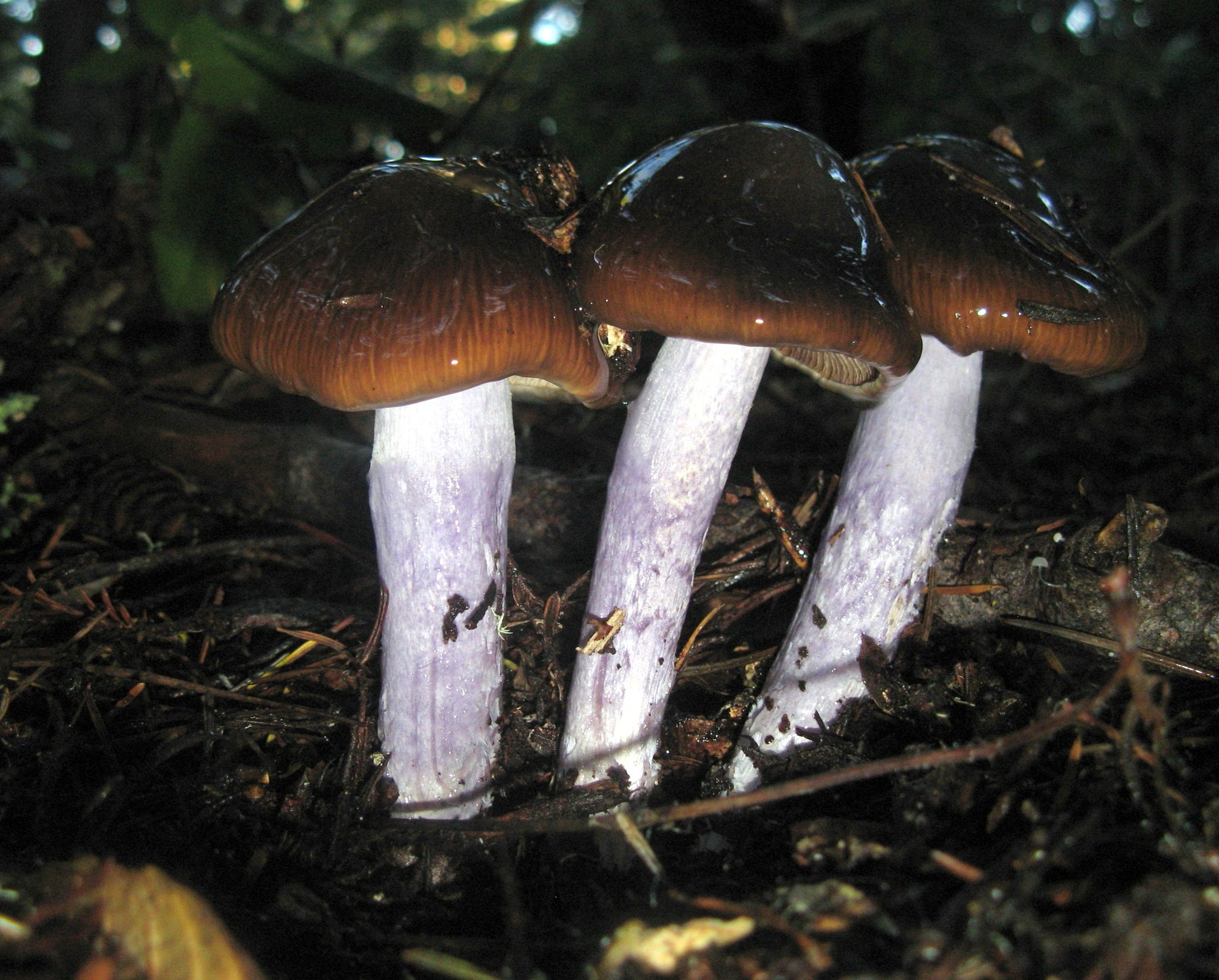 Cortinarius vanduzerensis image