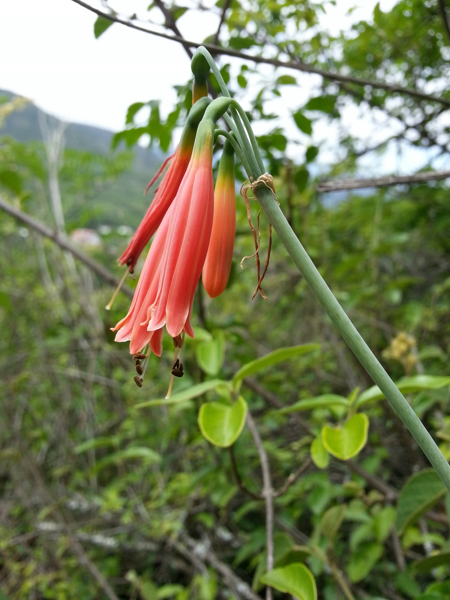 Eucrosia image