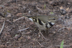 Dendronanthus indicus