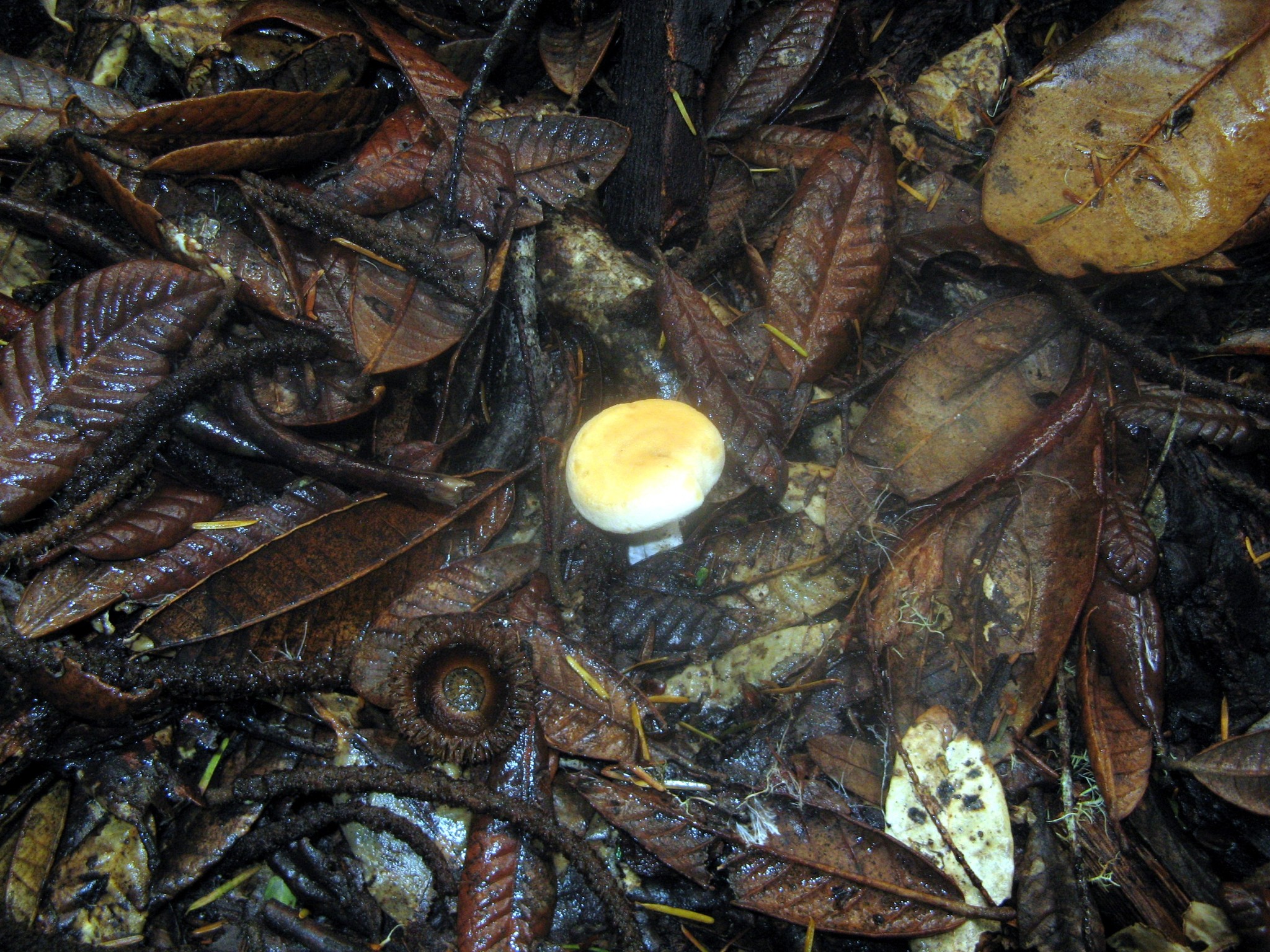 Hydnum umbilicatum image