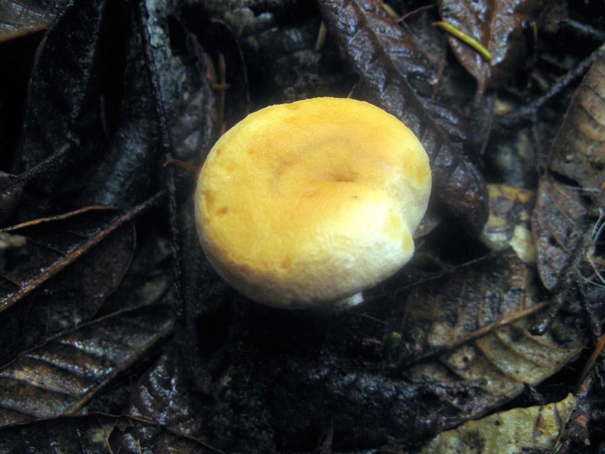 Hydnum umbilicatum image
