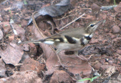 Dendronanthus indicus