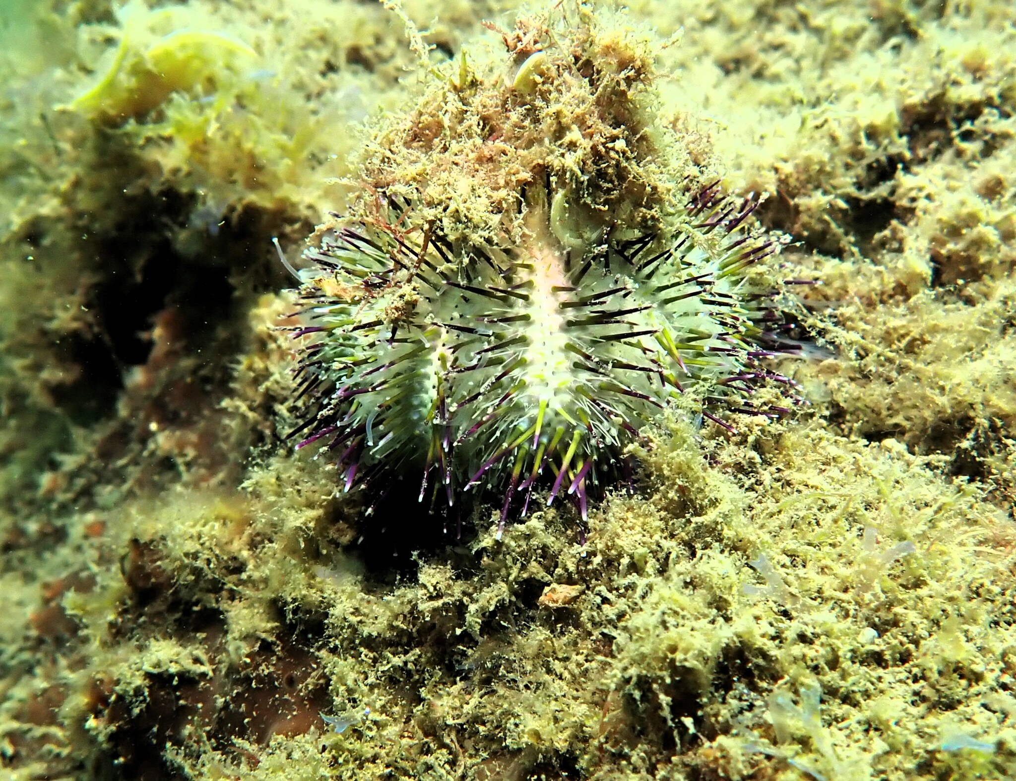 Temnopleurus alexandri