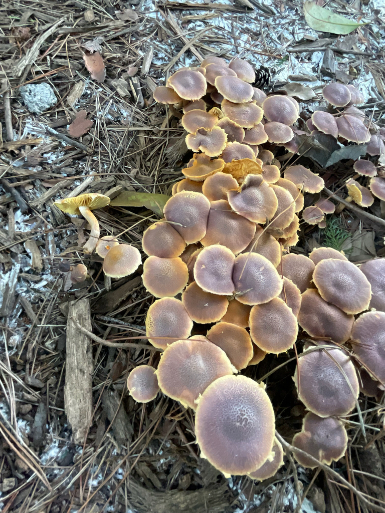 Gymnopilus dilepis · September 2025 · photo: © bios_biota (iNaturalist, cc0)