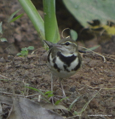 Dendronanthus indicus