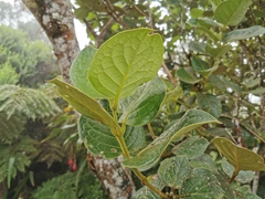 Monimia rotundifolia