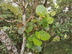Monimia rotundifolia