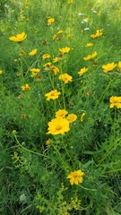 Coreopsis grandiflora