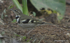 Dendronanthus indicus