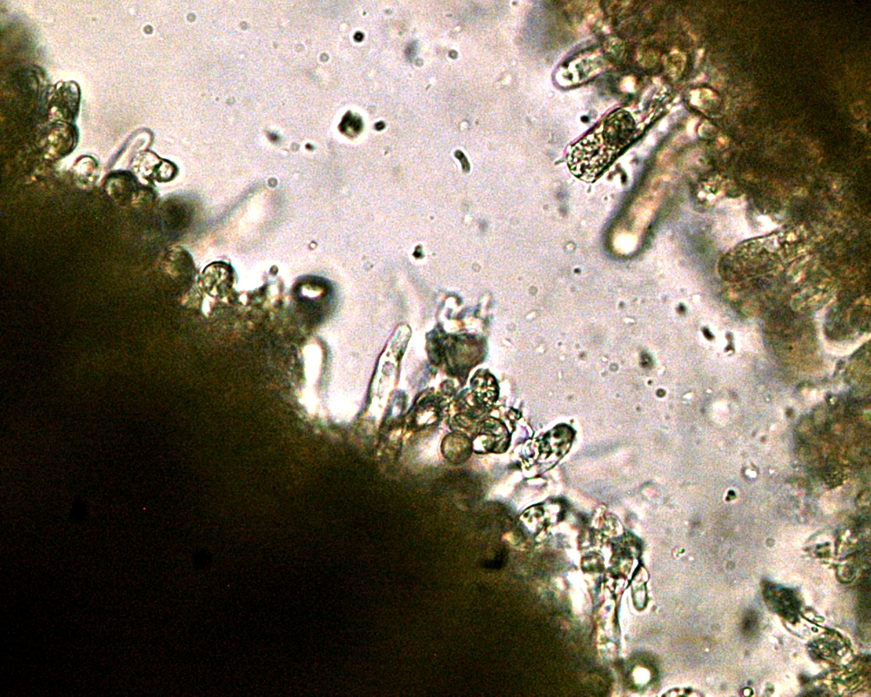Craterellus tubaeformis image