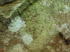 Bacidia rubella