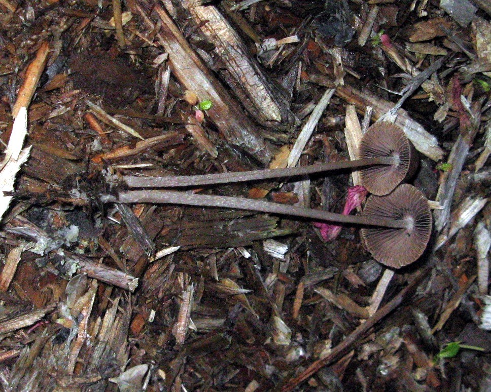 Psathyrella corrugis image