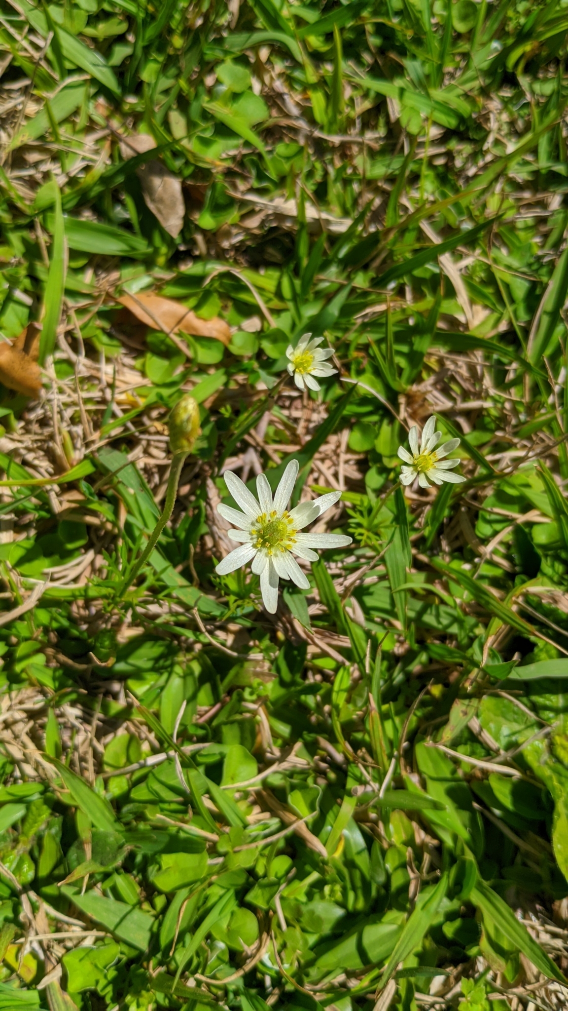 Anemone decapetala