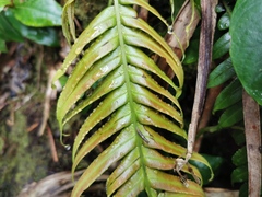 Blechnum attenuatum