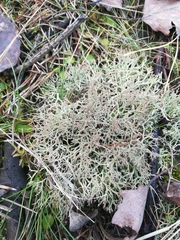 Fungi