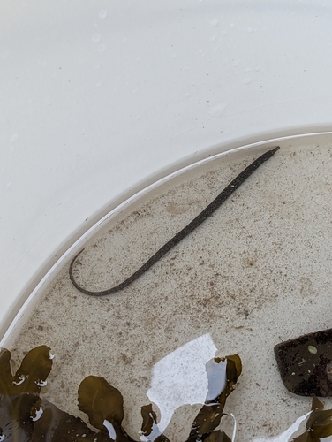 Nerophis lumbriciformis
