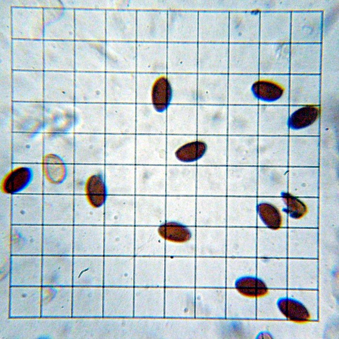 Psathyrella corrugis image
