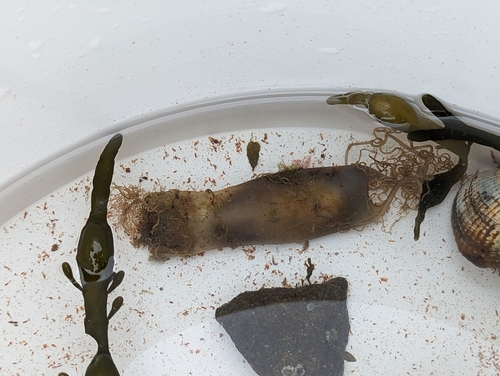 Scyliorhinus canicula