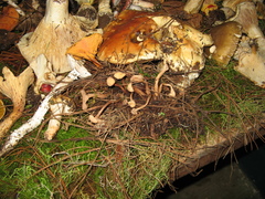 Cudonia lutea