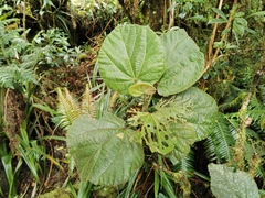 Dombeya ciliata