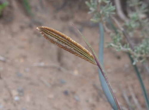 Fan Grass (Eustachys paspaloides)