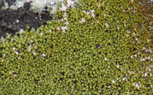 Mielichhoferia mielichhoferiana, 2025-07-27