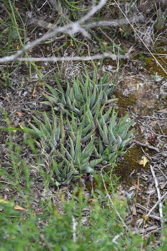 Tulista minor