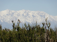 Microspingus torquatus