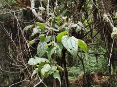 Clematis mauritiana