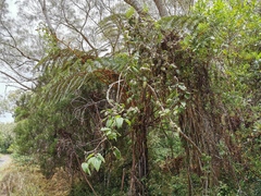 Clematis mauritiana