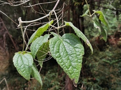 Clematis mauritiana