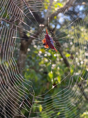 Gasteracantha versicolor