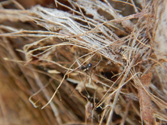 Pulchellodromus pulchellus