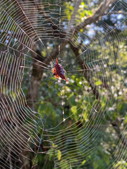 Gasteracantha versicolor