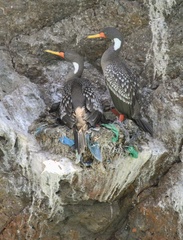 Poikilocarbo gaimardi