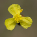 Twisted Yellow-eyed Grass - Photo (c) dogtooth77, some rights reserved (CC BY-NC-SA)