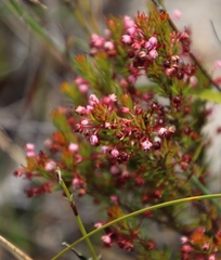 Erica rubiginosa