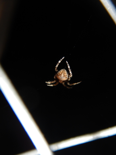 Common Hairy Field Spider