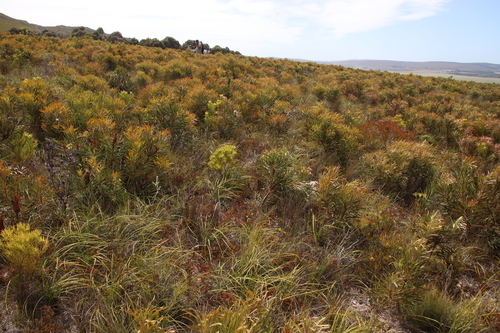 Image of Erica rubiginosa by (c) Tony Rebelo, some rights reserved (CC BY-SA)