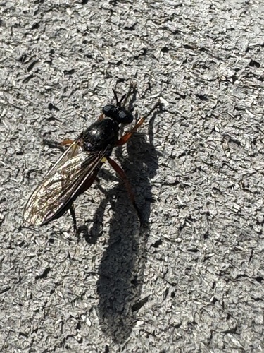 Unknown species found near Missoula County, US-MT, US