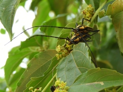 Sphaenothecus argenteus