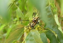 Sphaenothecus argenteus