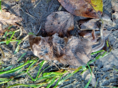 Masked Shrew